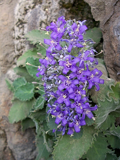 Campanula elatinoides / Campanula dell''Insubria